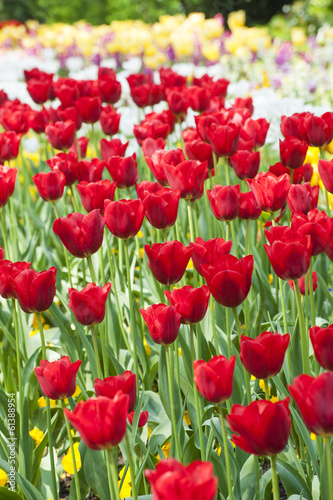 Nnice red tulips