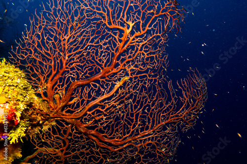 images from caribbean coral reef