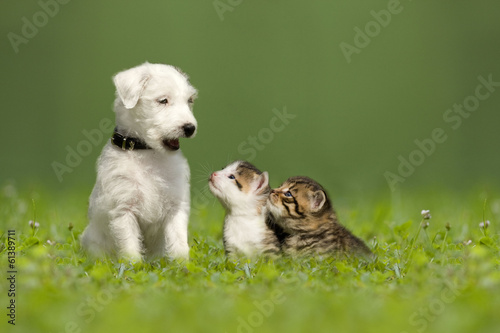 Tierfreundschaft Welpe und Kätzchen © Photo-SD