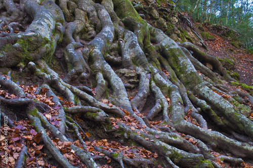 Beech tree photo