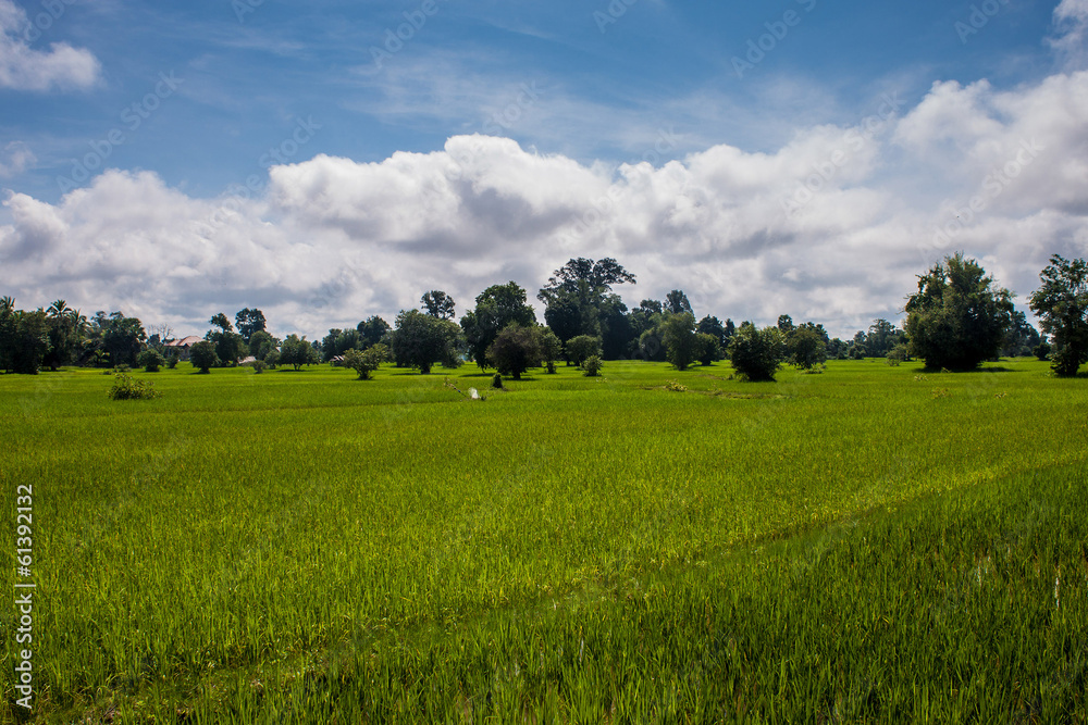 Fototapeta premium Rice field, Don Det island, Laos