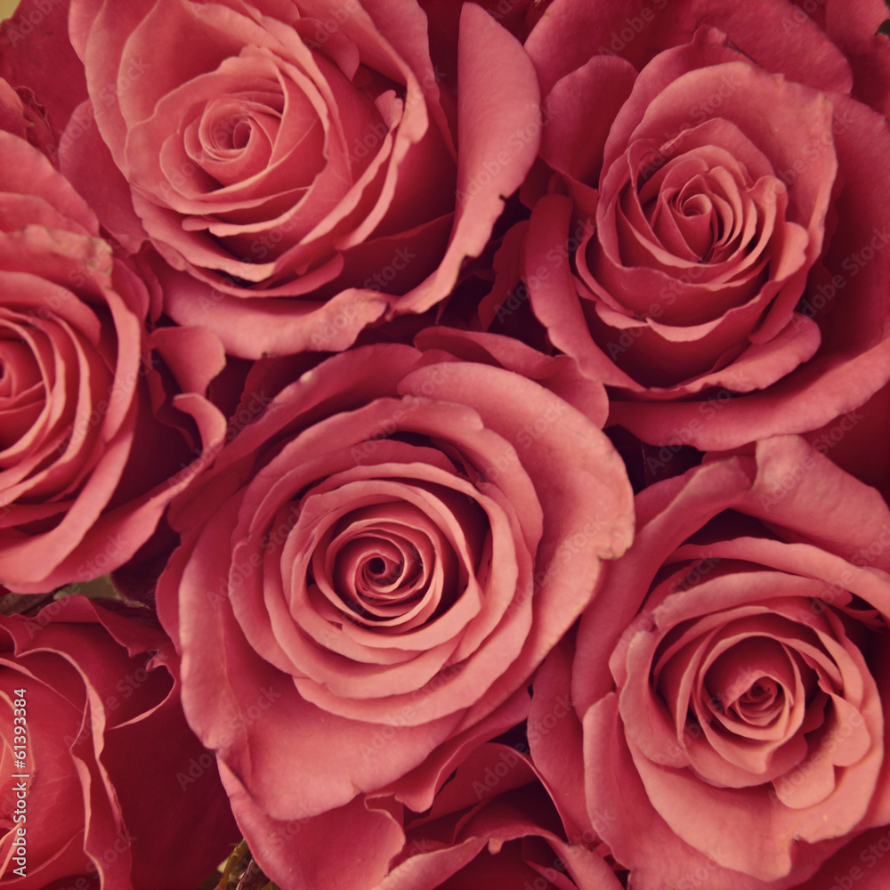 Fototapeta premium Pink roses