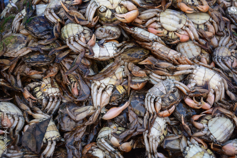 Salted crab , crab in mangrove forest at Thailand