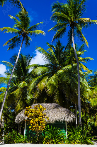 Green cottage with a thatched roof exotic beach in Dominicana