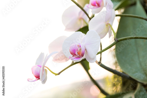 White Phalaenopsis orchid