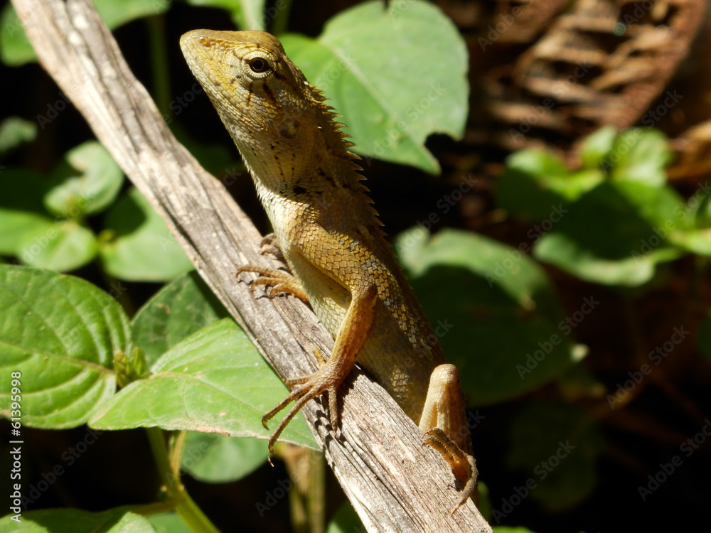 Fototapeta premium OLYMPUS DIGITAL CAMERA