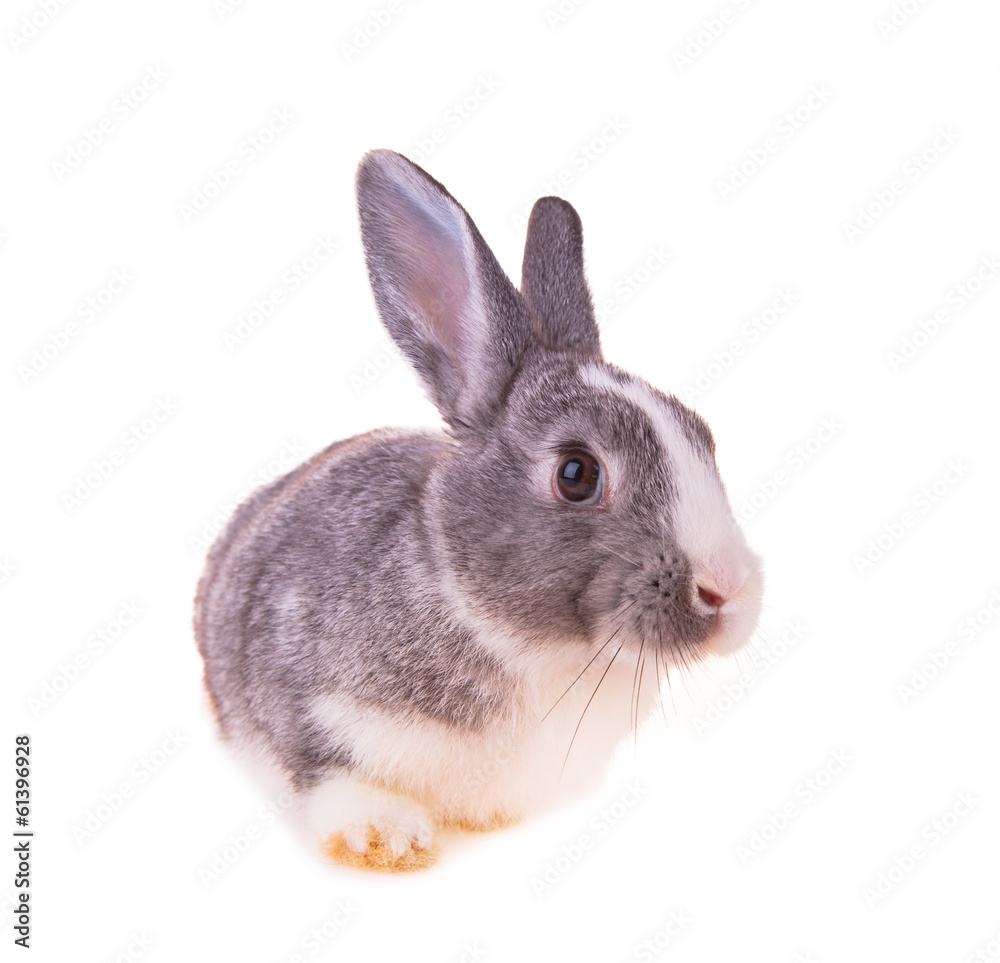 Easter baby rabbit on white background Easter baby rabbit on white background