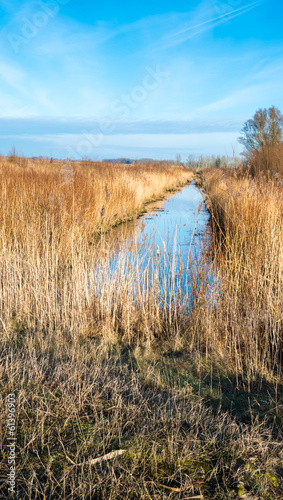 Golden reeds along a small stream