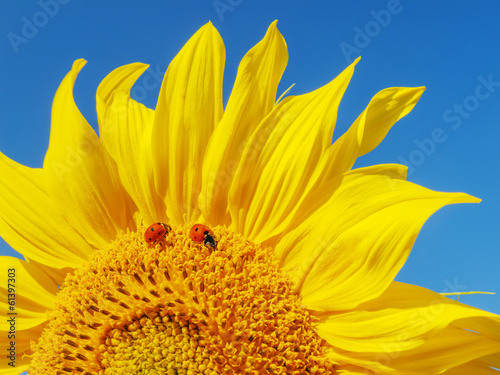 Sunflower and ladybugs.