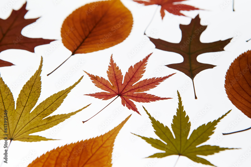 Autumn maple leaf