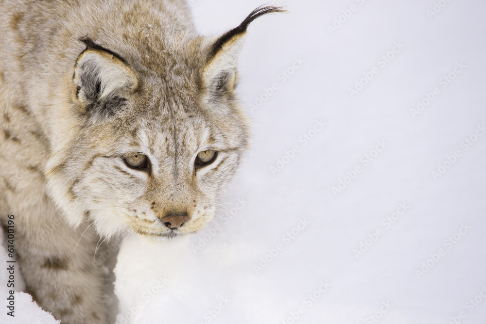 Fototapeta premium Hunting lynx