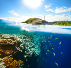 Foto auf Acrylglas Tauchen Schöne Unterwasserwelt an einem sonnigen Tag auf Apo Island. Philipp  © soft_light