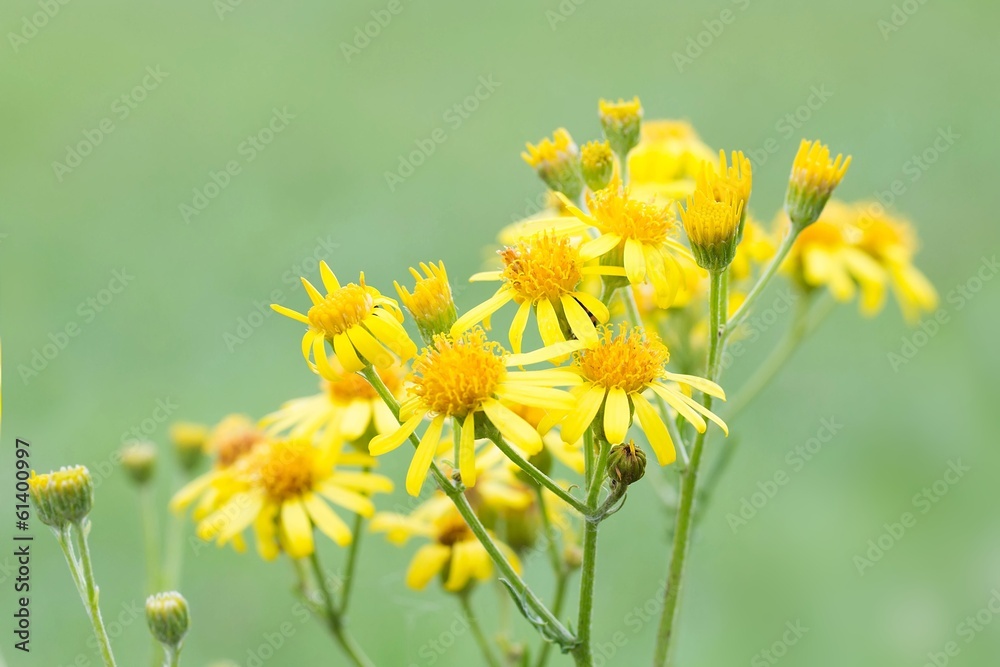 Obraz premium Jakobs-Greiskraut / Ragwort