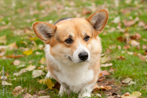 Welsh corgi pembroke