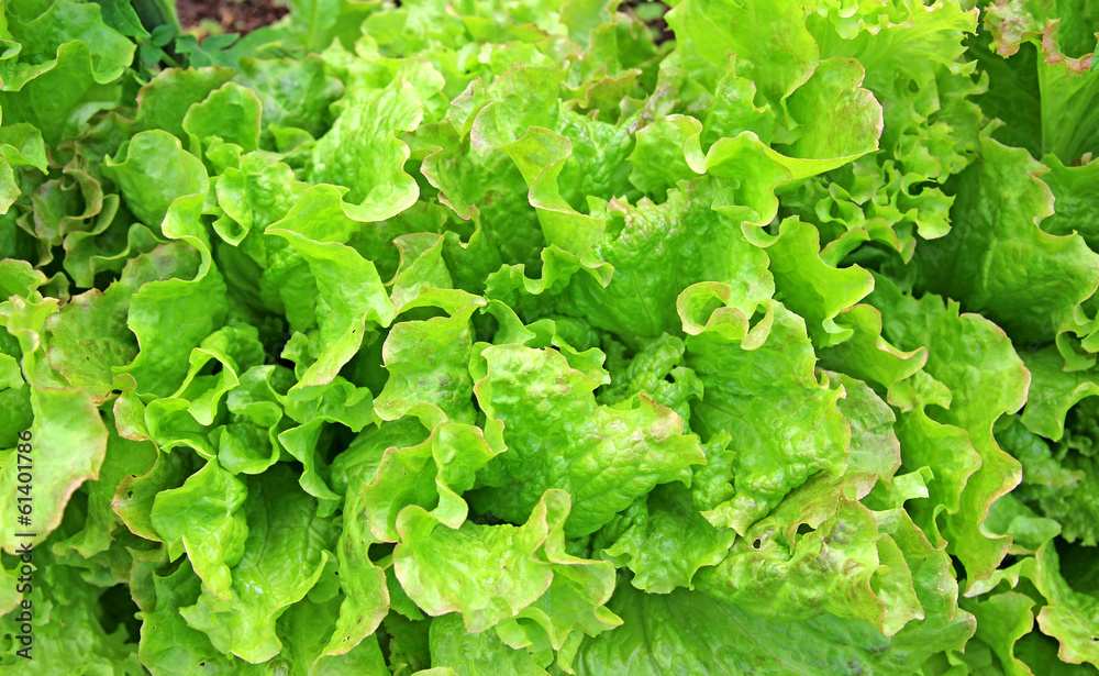 Fresh vegetable salad leaf