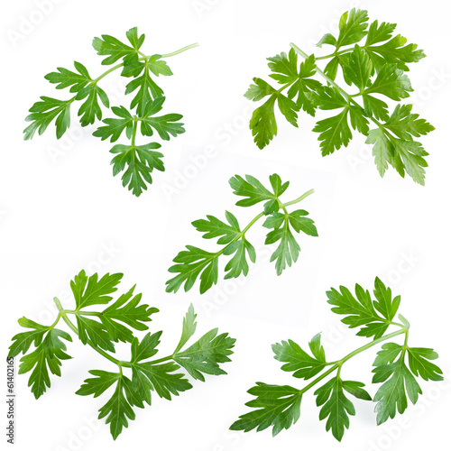 collection of fresh parsley on white background