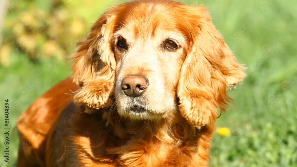 english cocker spaniel on the grass english cocker spaniel on the grass