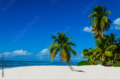 Tropical sandy beach with palm trees, Dominican Republic