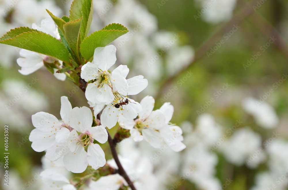 Obraz premium apple blossom