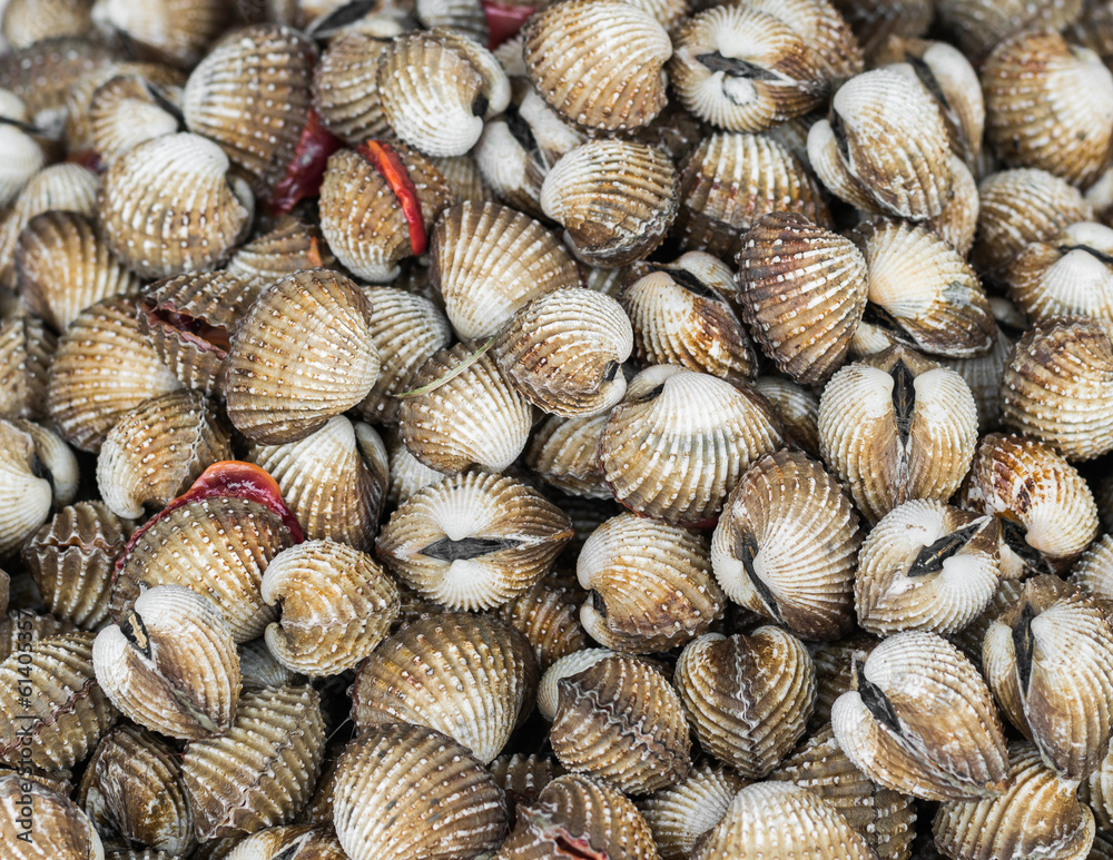 a pile of ark shell a pile of ark shell