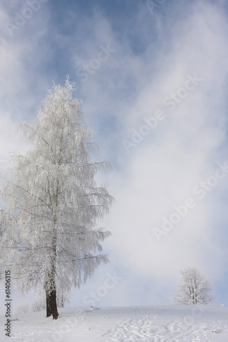 White winter