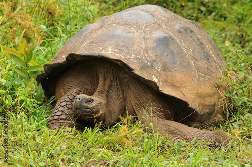 Galapagos Schildkröte