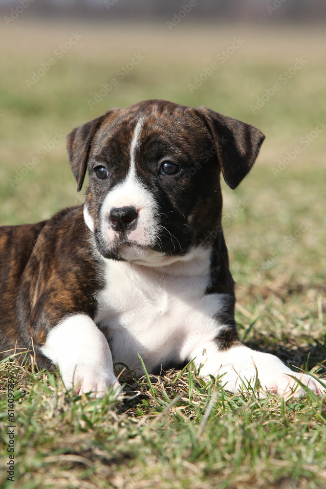 Gorgeous little puppy lying in the grass