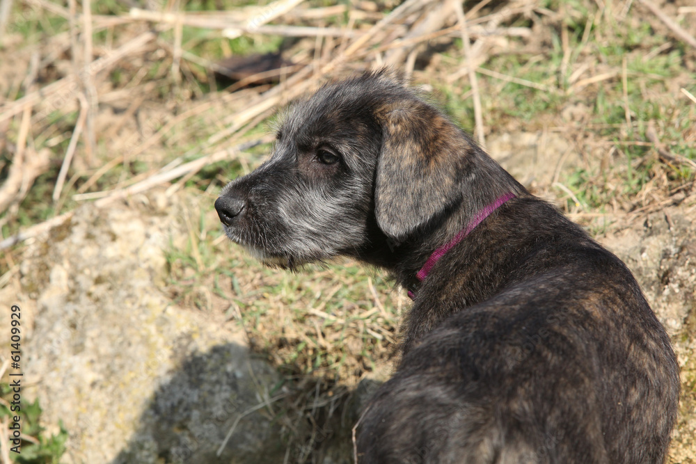 Nice Irish Wolfhound puppy in the garden Nice Irish Wolfhound puppy in the garden