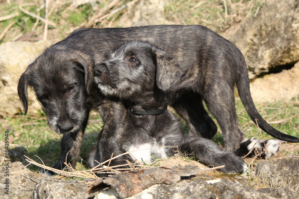 Two puppies of Irish Wolfhound in the garden Two puppies of Irish Wolfhound in the garden
