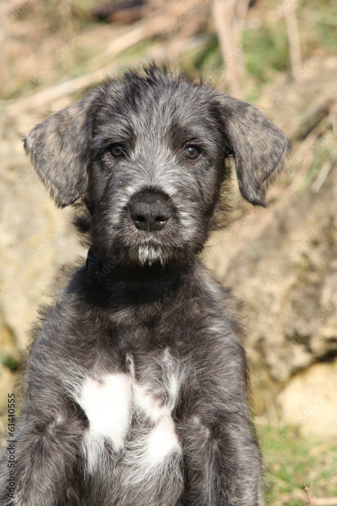 Nice Irish Wolfhound puppy looking at you