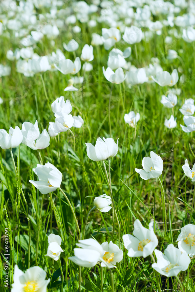 The first spring white flowers in a sunny field