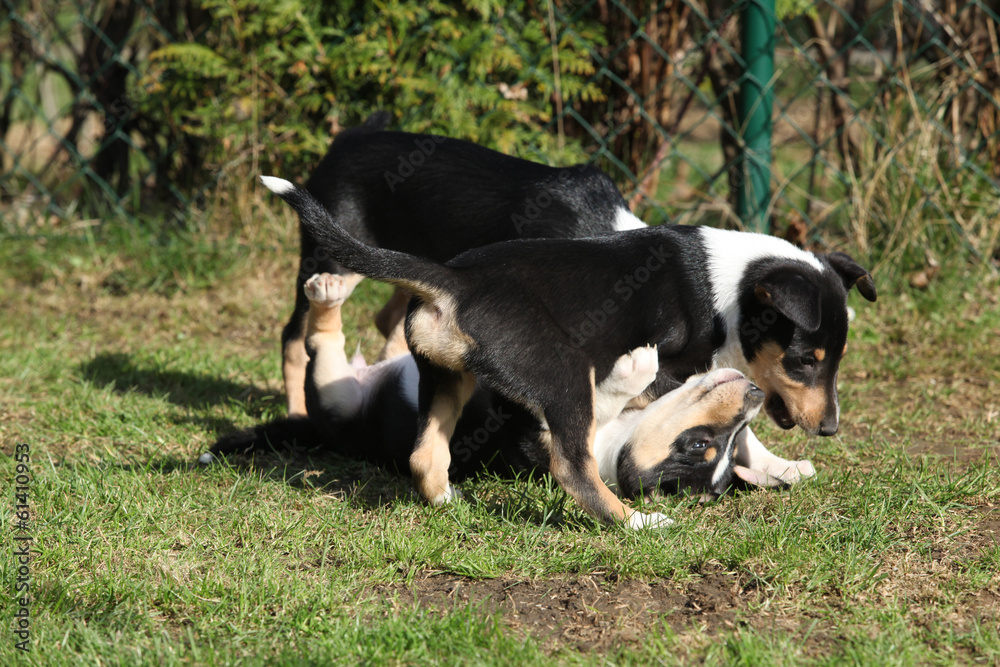 Adorable puppy of Collie Smooth in the garden Adorable puppy of Collie Smooth in the garden