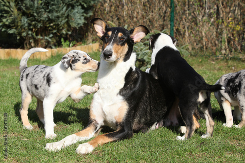 Fototapeta Naklejka Na Ścianę i Meble -  Bitch of Collie Smooth with its puppies lying in the garden