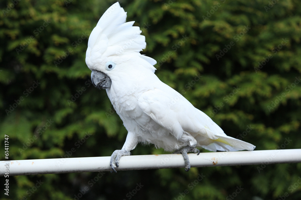Naklejka premium white bird parrot cockatoo