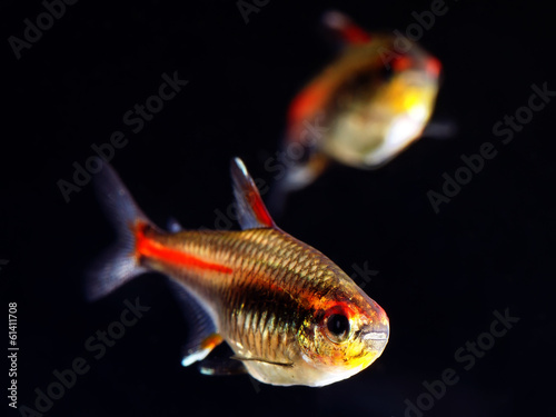 Glowlight Tetra fish photo