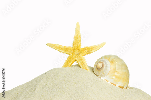 shell and starfish