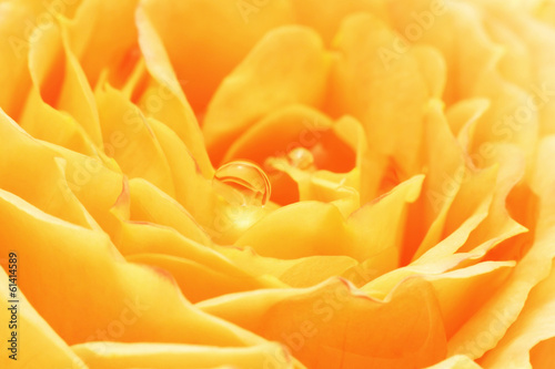 Yellow rose with dew drops close up