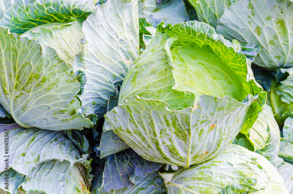 Fototapeta premium cabbage