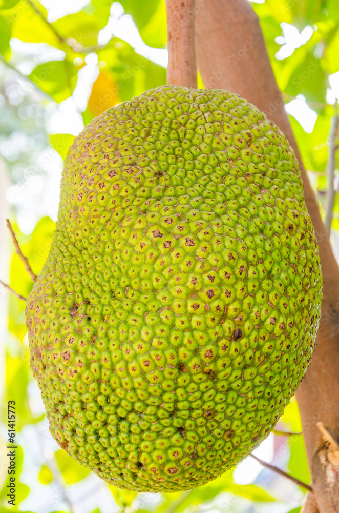 jackfruit