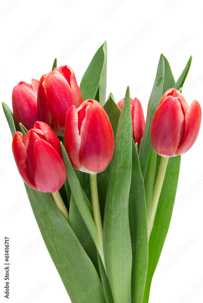 Obraz premium tulip flowers