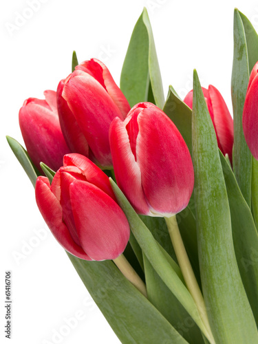 tulip flowers