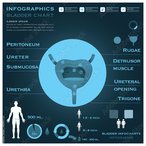 Bladder Infographic Infocharts Health And Medical