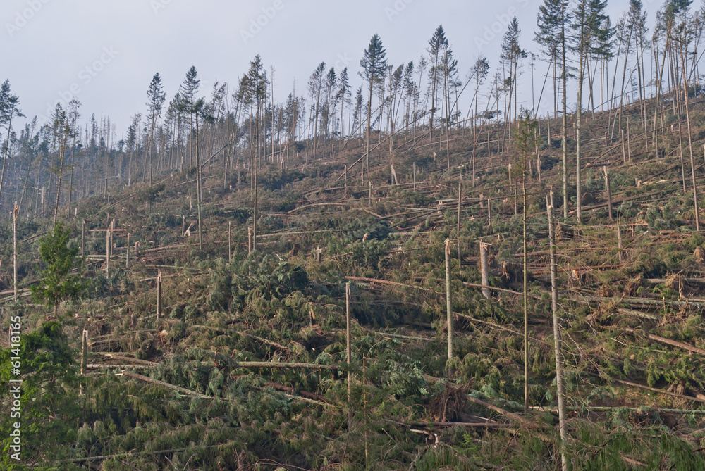 Tatras - Hurricane Damages 2 Tatras - Hurricane Damages 2