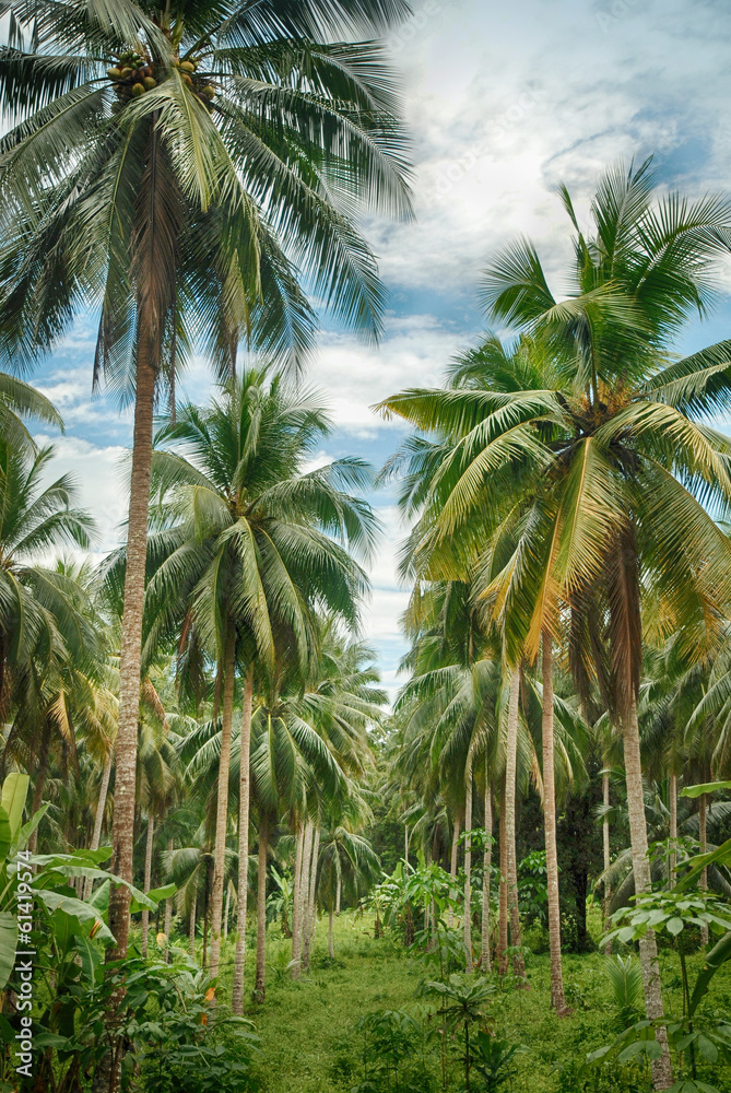 Coconut jungle