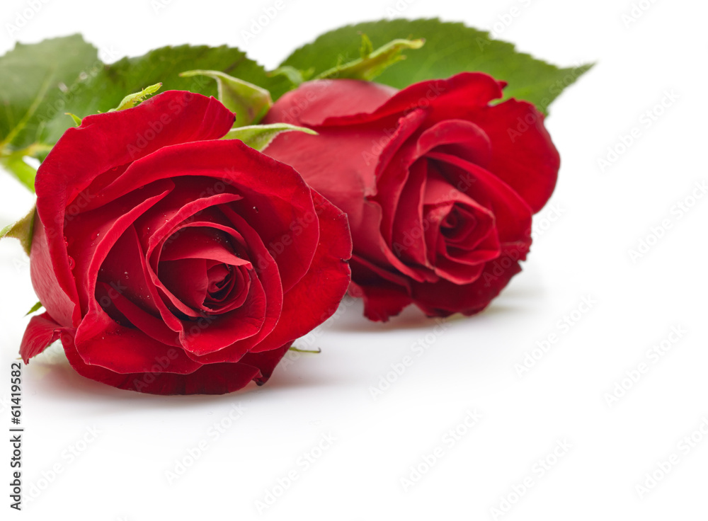 red roses red roses