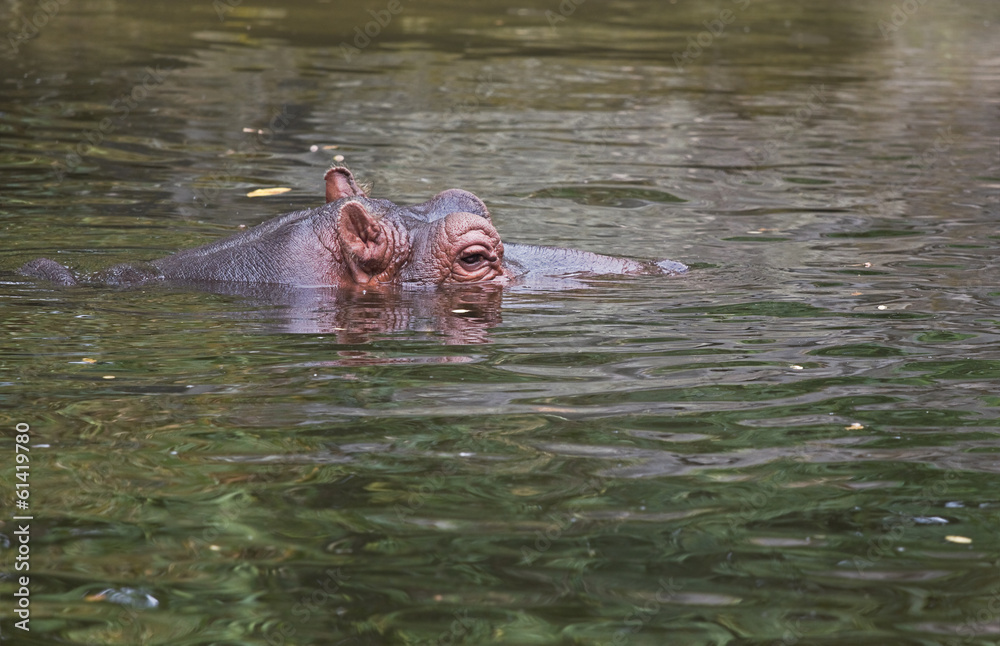 Hippo or Hippopotamus amphibius in water Hippo or Hippopotamus amphibius in water