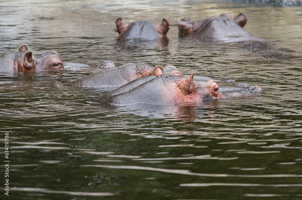 Obraz premium Hippo or Hippopotamus amphibius group