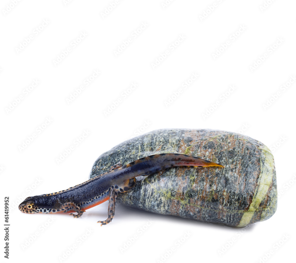 Obraz premium Alpine Newt (Ichthyosaura alpestris)