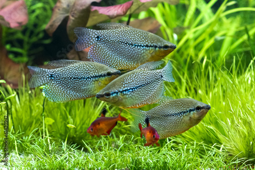 Pearl gourami and bloody tetras