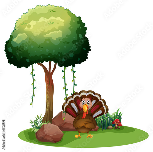 A turkey near the rocks under the tree
